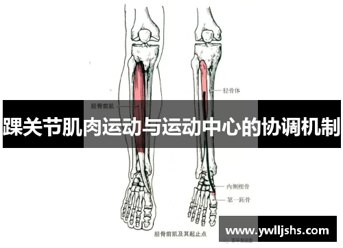 踝关节肌肉运动与运动中心的协调机制